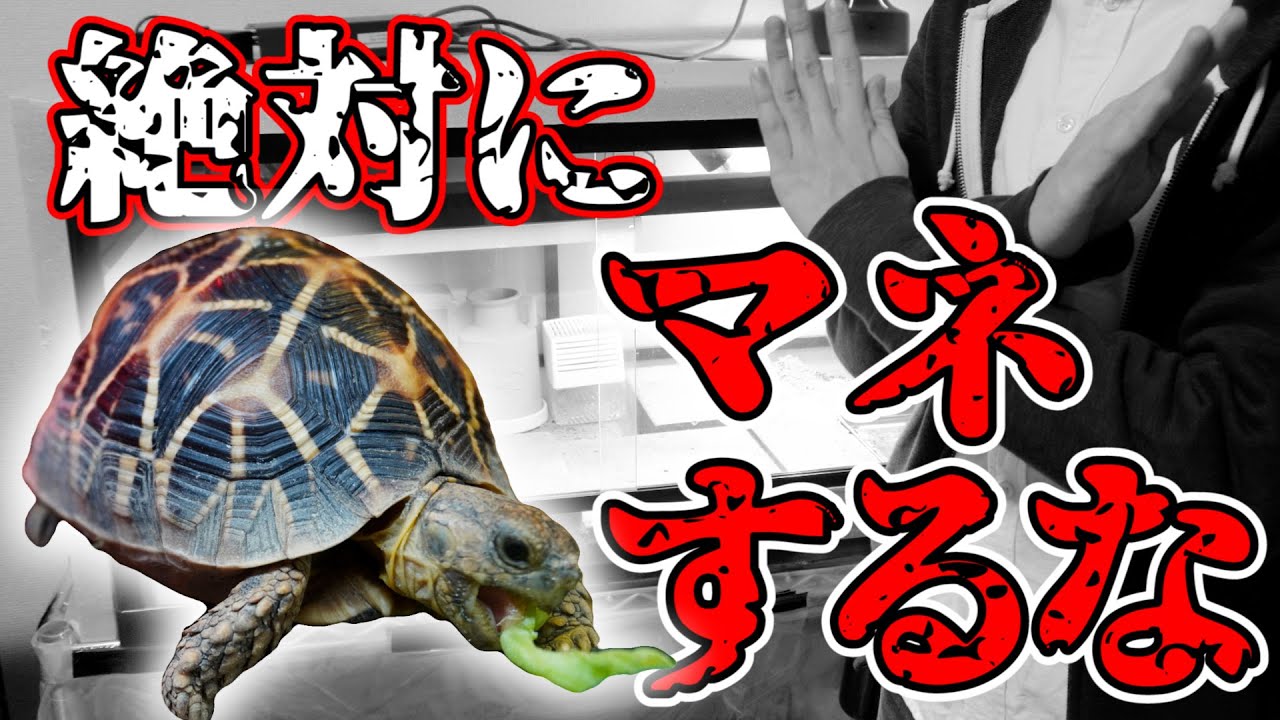 『リクガメ飼育初心者』の僕がやってしまった大失敗 5選
