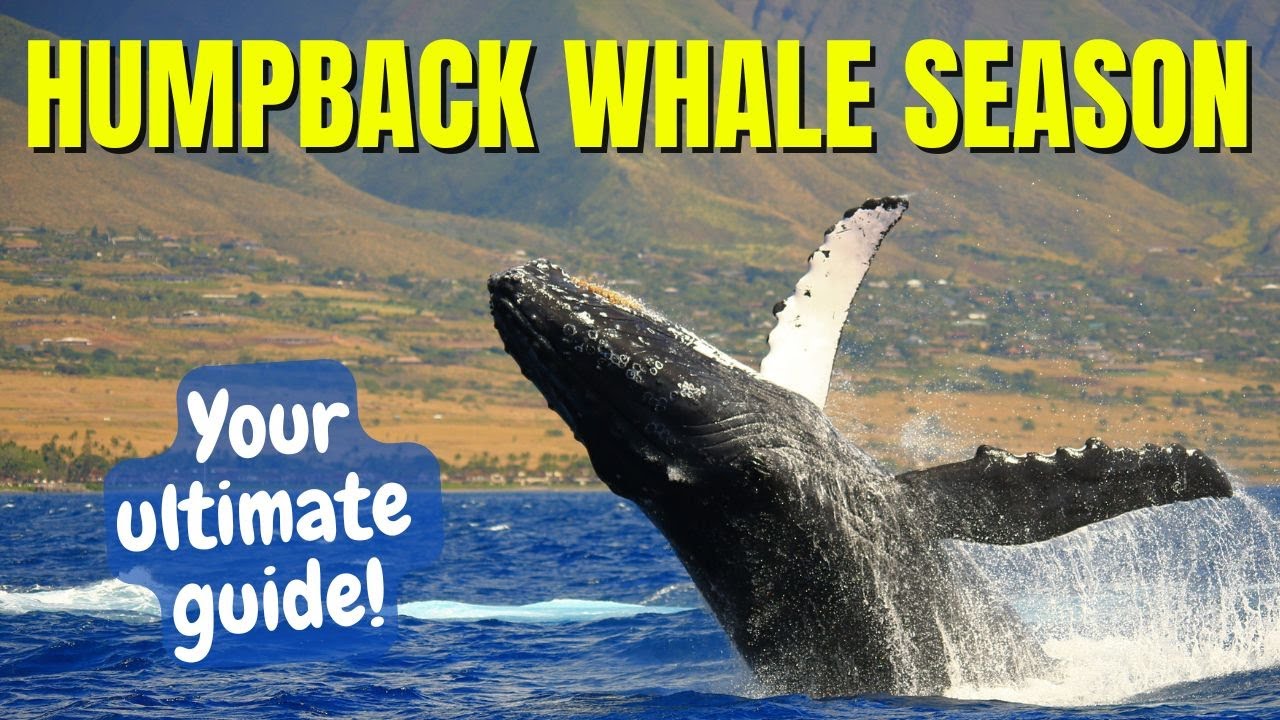 Maui Hawaii Whale watching - Your complete guide to whale season & experiencing the Humpback Whales