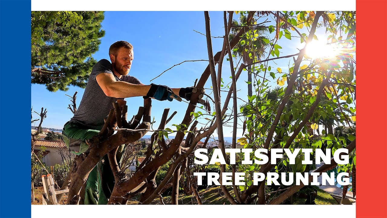 Tree Pruning in the South of France 🇫🇷