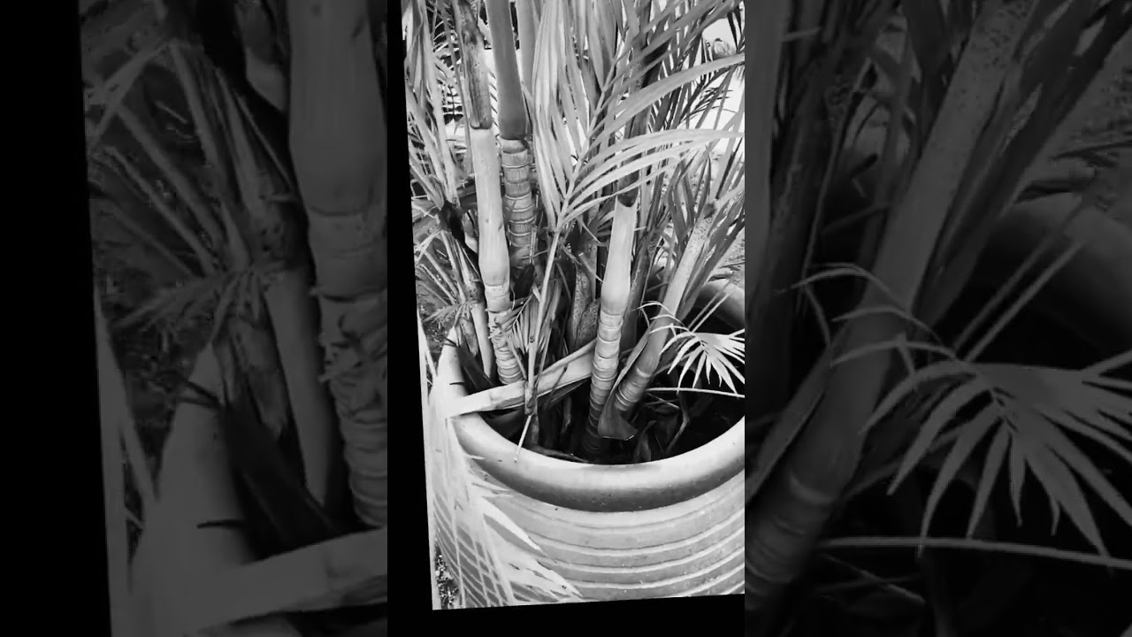 Plant Transition￼