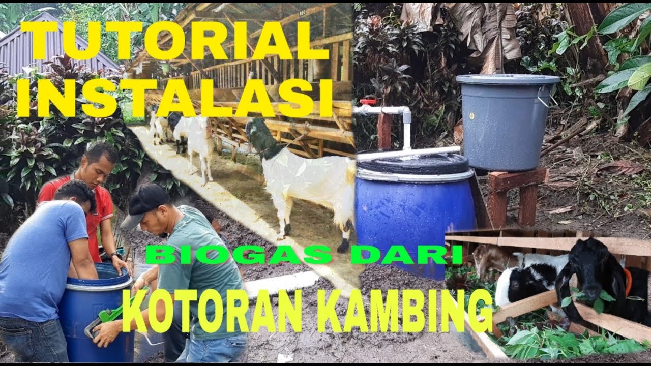 TUTORIAL INSTALASI BIOGAS SEDERHANA KOTORAN KAMBING