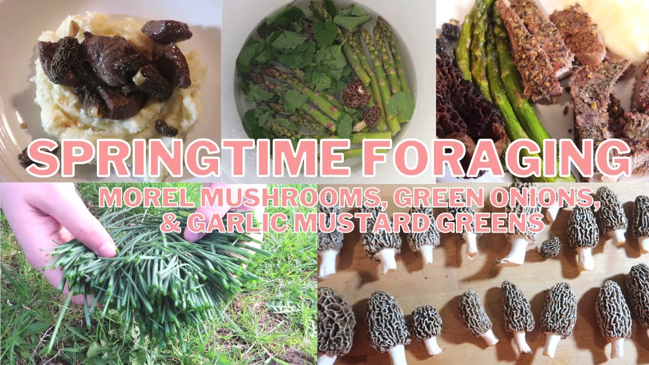 FORAGING: THE BEST WAY TO GET FREE FOOD | MOREL MUSHROOMS | WILD GREEN ONION | GARLIC MUSTARD GREENS