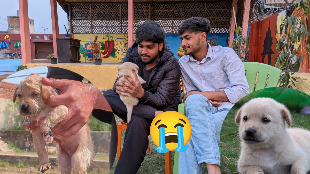 Dog Ko Kya Hua? Aur Paper Kaise Mast Gaya? 😳
