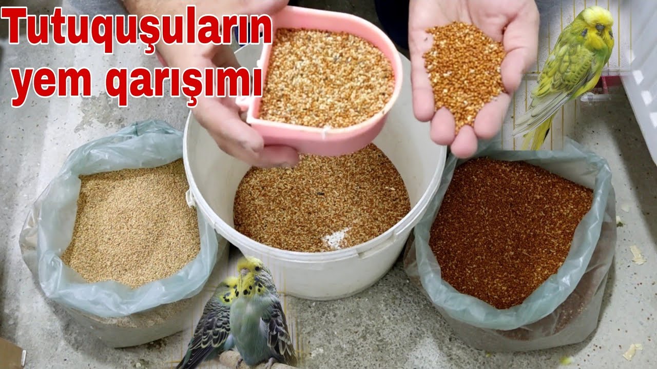 Tutuquşuların YEM qarışımı #tutuqusu #tutuqususatisi