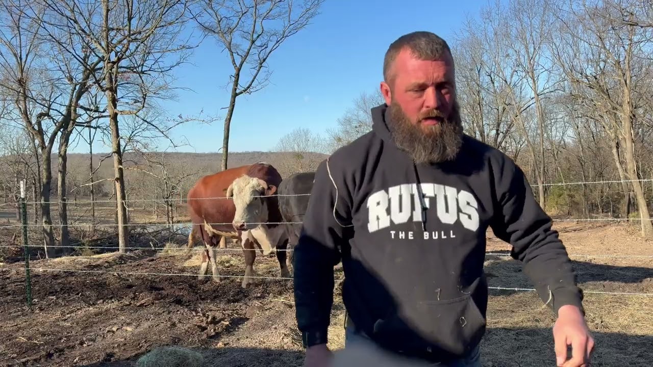 Rufus is always ready for me to attack him…. 🤣 #rufusthebull 