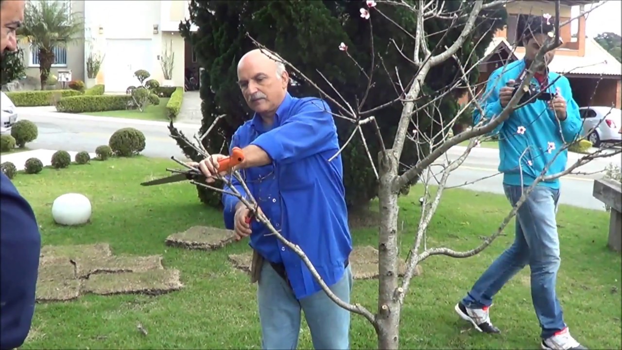 681 ) – PODAS DIVERSAS E DO PESSEGUEIRO EM ALDEIA DA SERRA – SP   144a