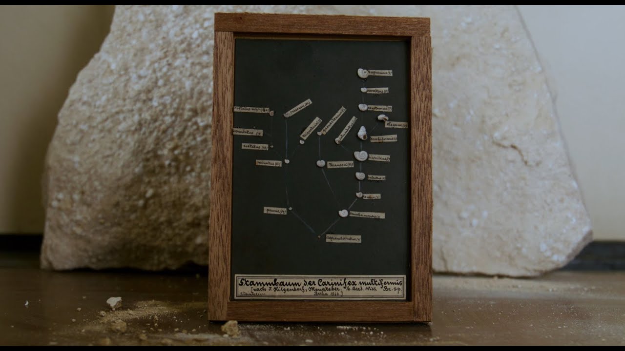 Digiseum: Stammbäume und Steinheimer Schnecken