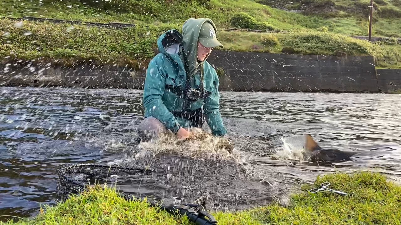 Three Salmon in Quick Succession 