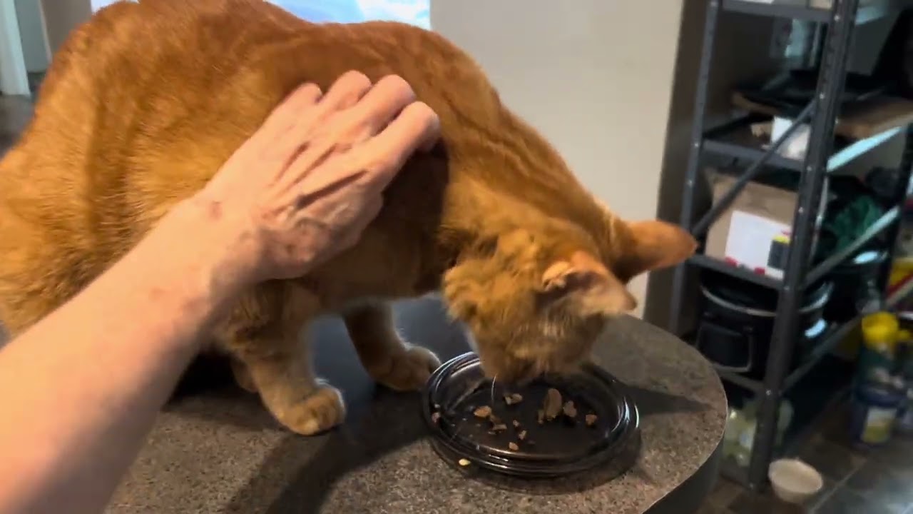 THE BOYS LOVE THE FOOD