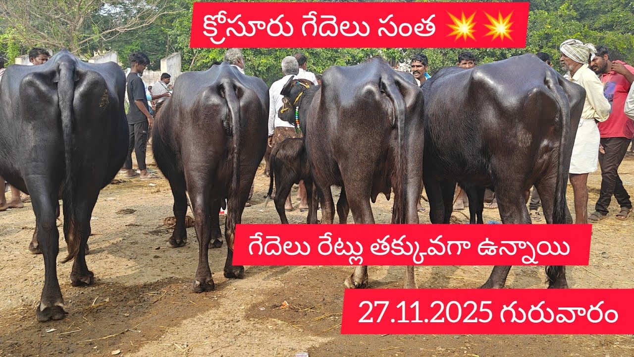 27.11.2025 గురువారం క్రోసూరు సంత Part.1 ఈ వారం గేదెలు రేట్లు తక్కువ గా ఉన్నాయి...