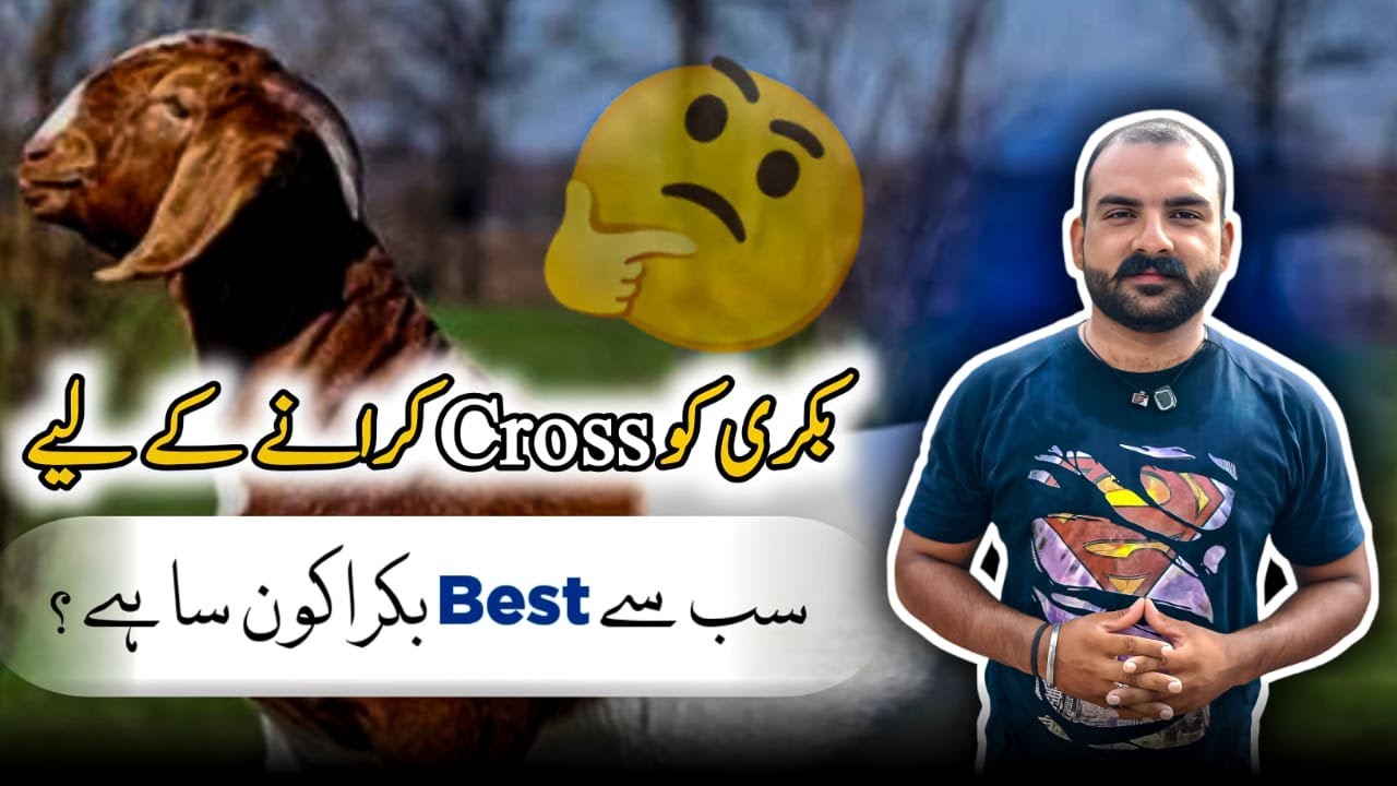 Bakri Cross Karne Ke Liye Best Bakra | Goat Breeding Tips | Goat Care Official