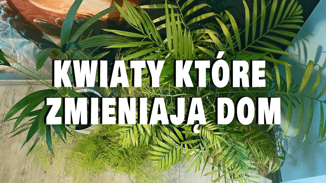Pokaz moich Kwiatów Doniczkowych i Storczyków - Wycisz Się Na Chwilę