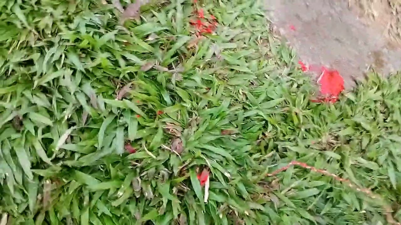 El degollado del viento 🌬🦎 falso documental toys 