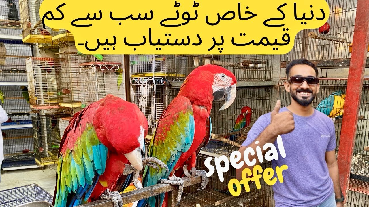 saddar exotic birds market world special fancy parrot breeds in karachi biggest deal 2025