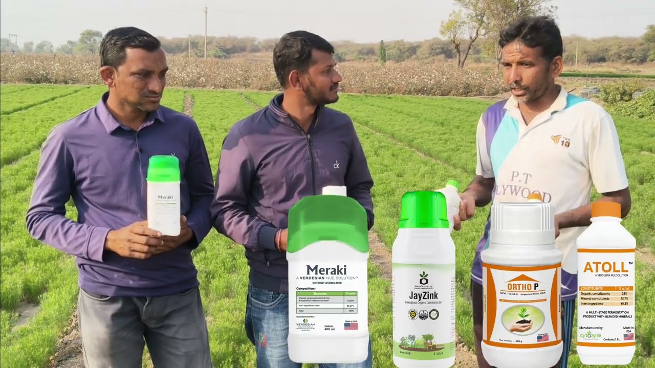 જીરાનો પાક એકદમ જામ્યો 🌿 | Atoll + Meraki + Jayzink + Ortho P | ખેડૂત અનુભવ #verdesian 
