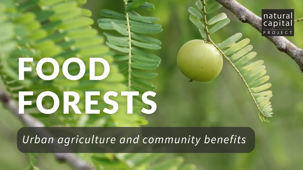 Food Forests: Growing Community Benefits