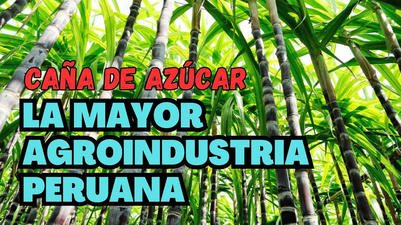 Caña de azúcar es nuestra mayor agroindustria, Perú tiene más productividad que Brasil
