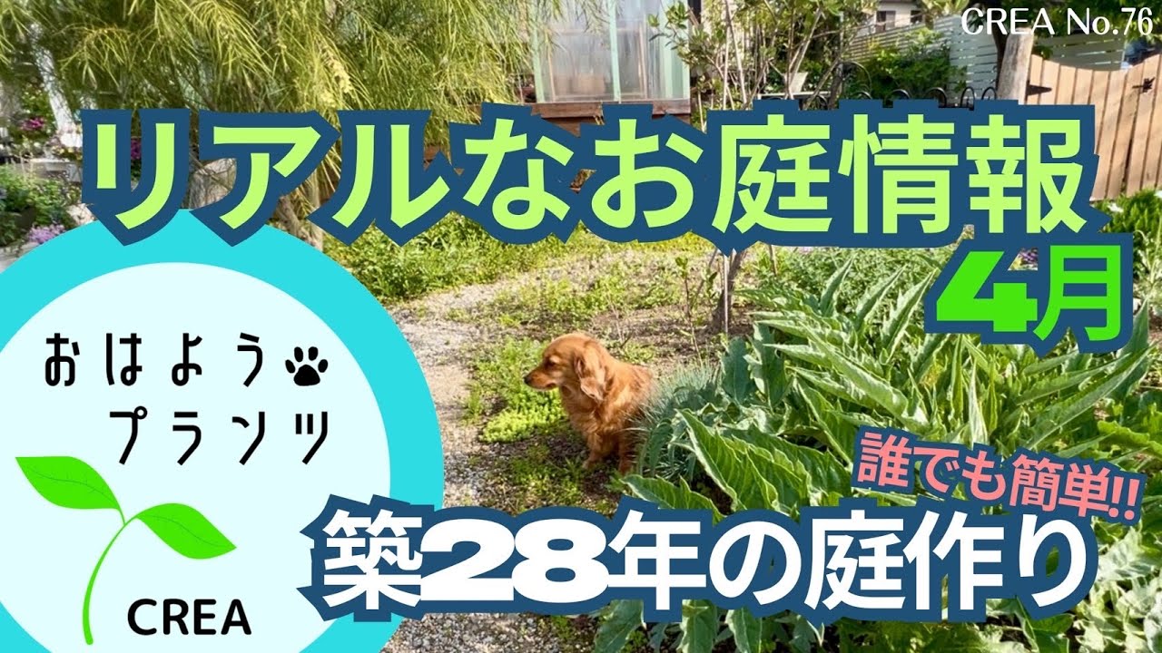 【簡単庭作り】育てた植物のリアルな情報お伝えします‼️４月満開直前のお庭散策🦮No.76/2025.4.19撮影