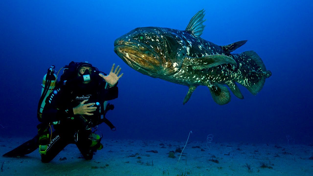 Face to Face with the Coelacanth: A Story Revealed by Laurent Ballesta & Alexis Chappuis - Blancpain