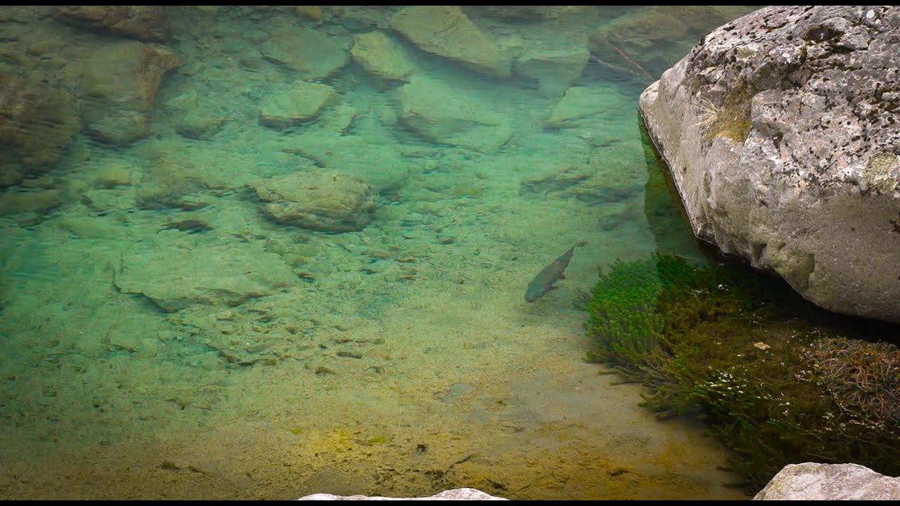 'ONE CHANCE' Fly Fishing New Zealand.