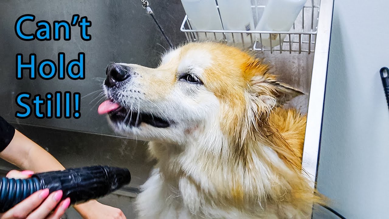 Matted Malamute Sings For His Groom - Alaskan Malamute - Dog Grooming - Full Groom