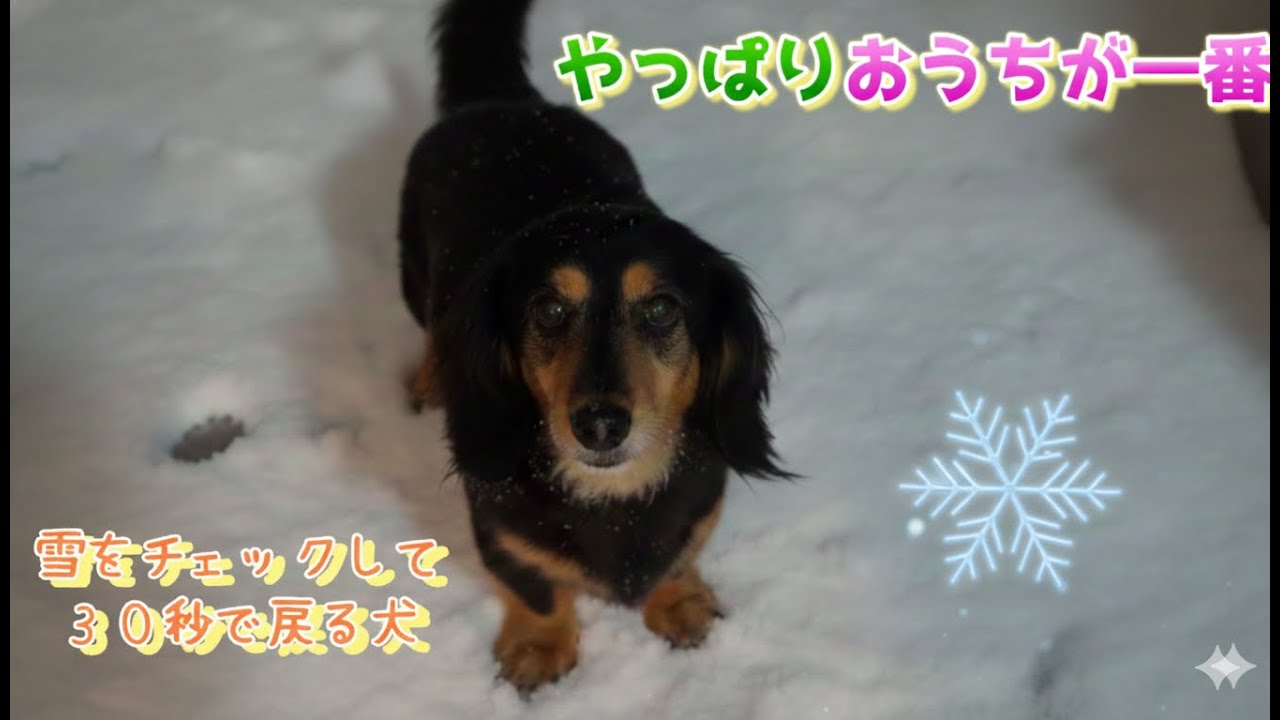 雪。一瞬で帰りたくなったシニア犬。