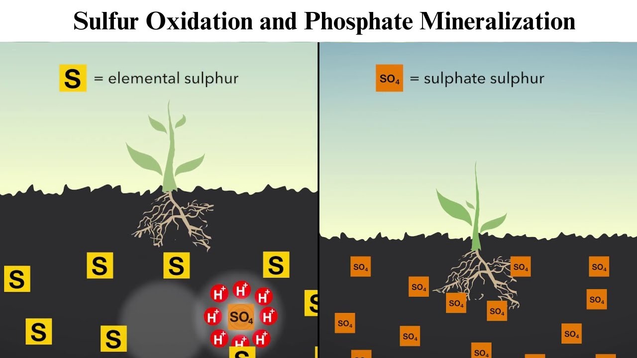 Sulfur Oxidation and Phosphate Mineralization #10x_simple