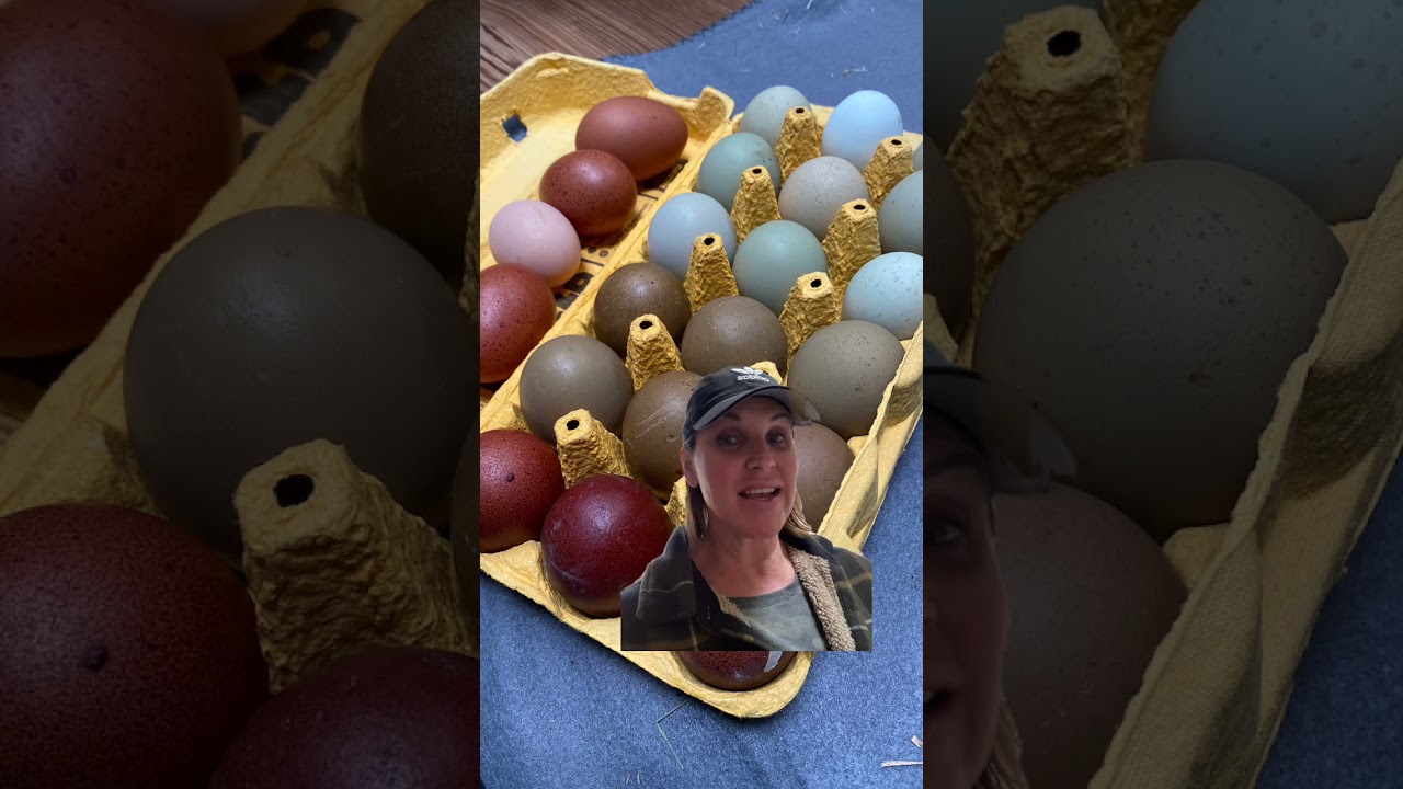 WHAT IS AN OLIVE EGGER?