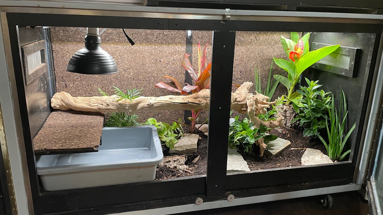 Baby Asian Water Monitor Enclosure Upgrade!!! #monitorlizard #varanussalvator #lizard #vivarium