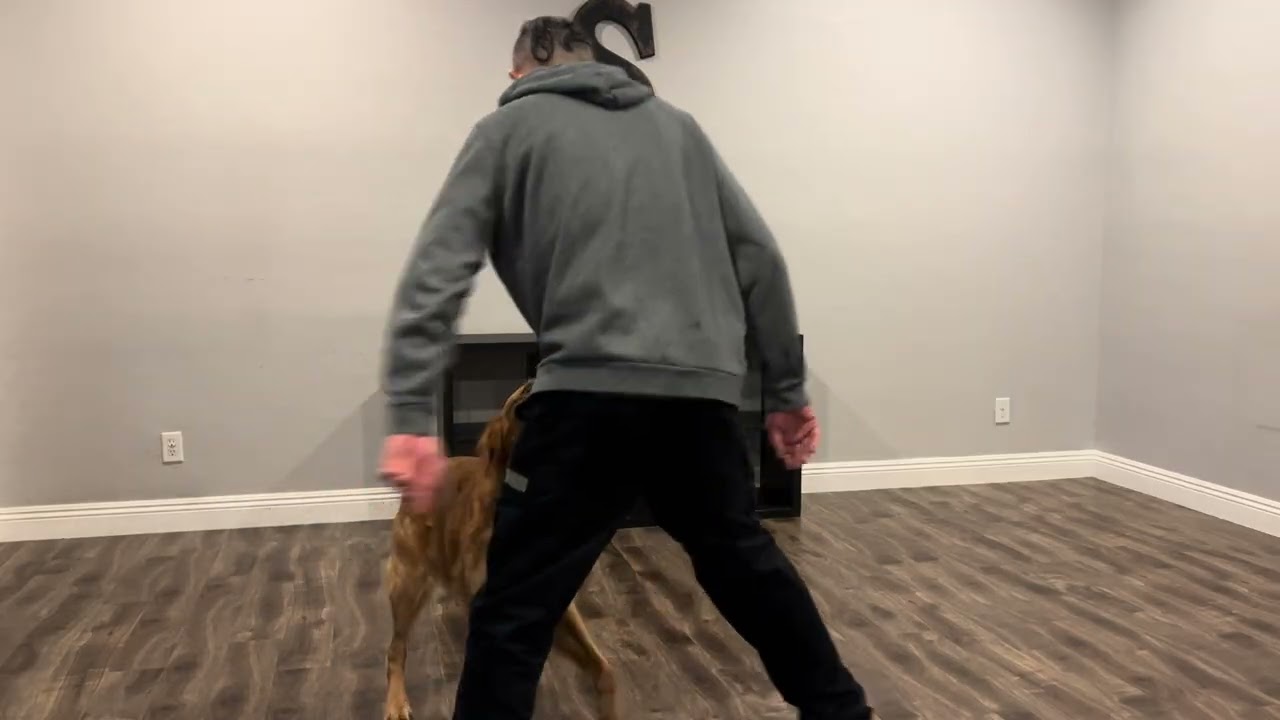 Training with Scout