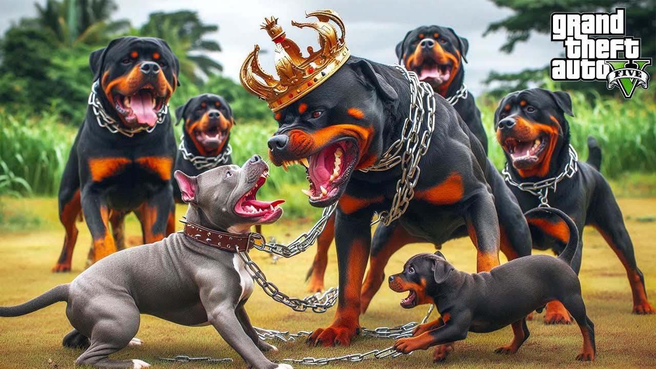 PİTBULL TERMİNATÖR BÜYÜK BİR BELAYA BULAŞTI! ROTTWEILER KRAL FARUK'LA DÖVÜŞ! - GTA 5