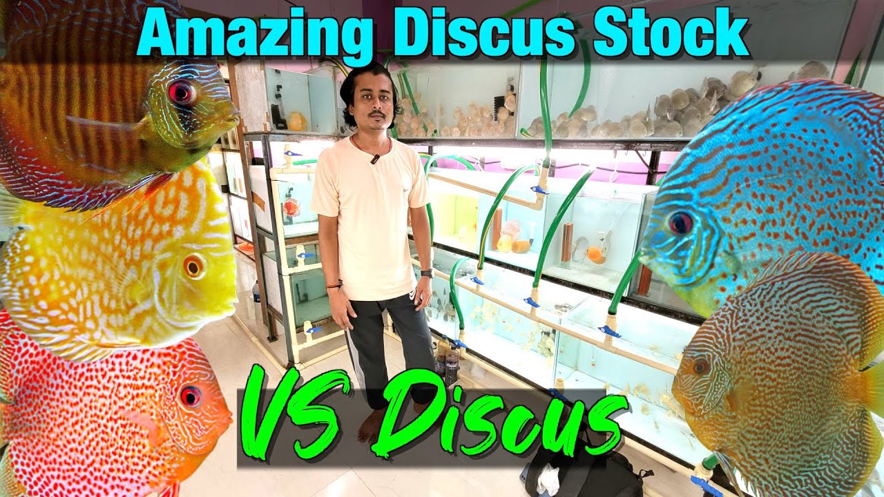 Amazing Discus at VS Discus Hatchery