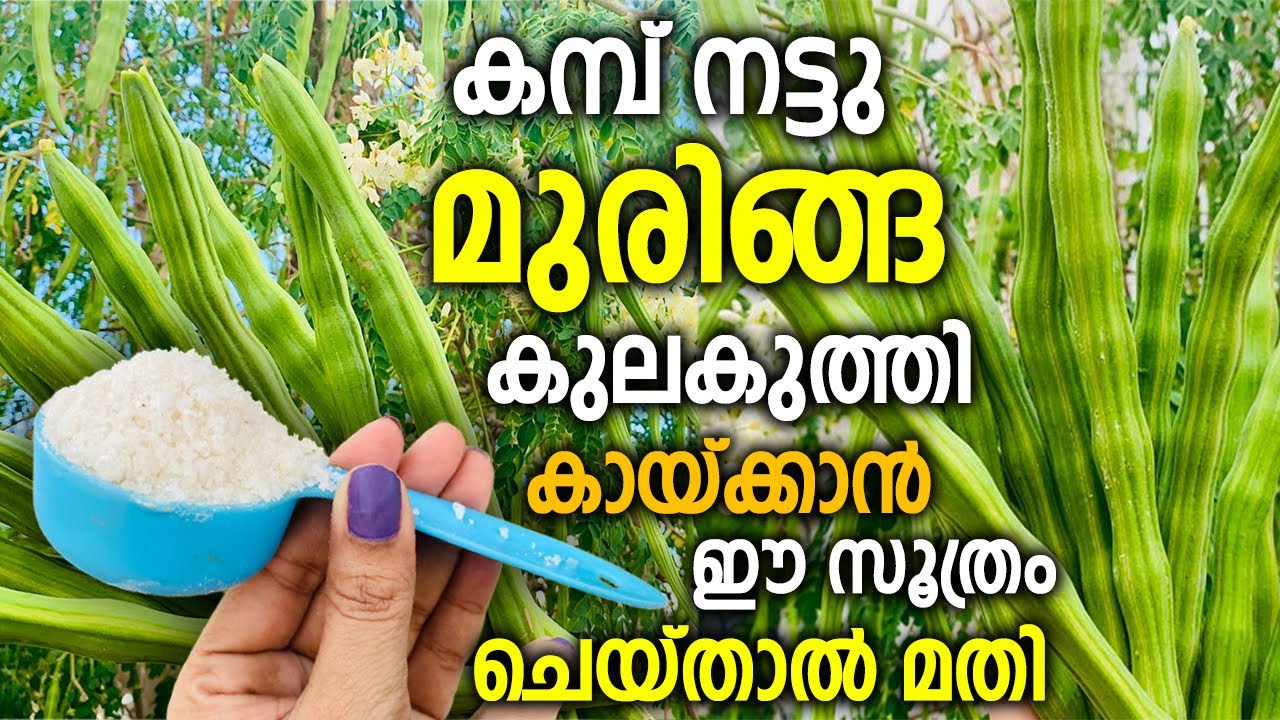 കമ്പ് നട്ട് ഒറ്റവർഷം കൊണ്ട് മുരിങ്ങ കുലകുത്തി  കായ്ക്കാൻ  ഒരു സൂത്രം!!|Drumstick Cultivation Tips