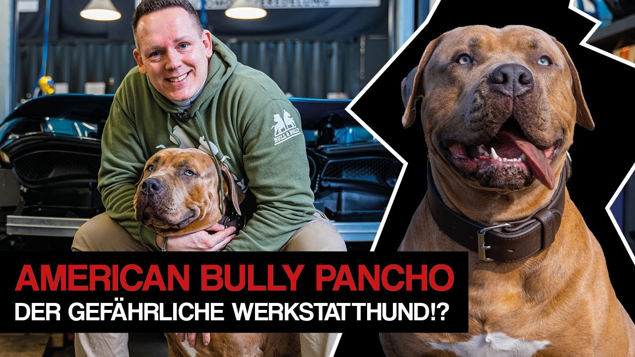 American Bully Pancho - der gefährliche Werkstatthund!? Rasseinfos, Vorurteile und Erziehung!