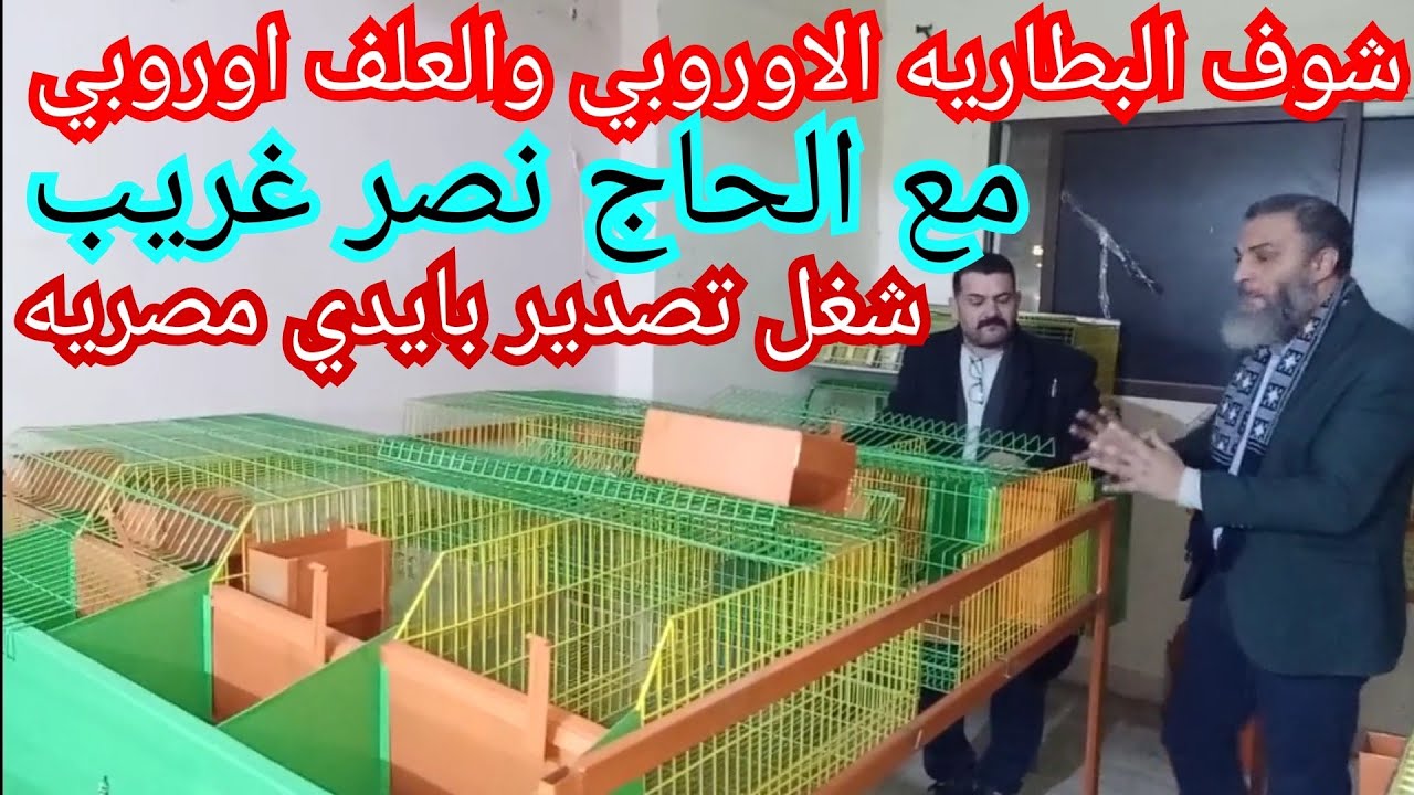 دلع نفسك و ارنبك مع الحاج نصر غريب بطاريه وعلف اوروبي للتصدير