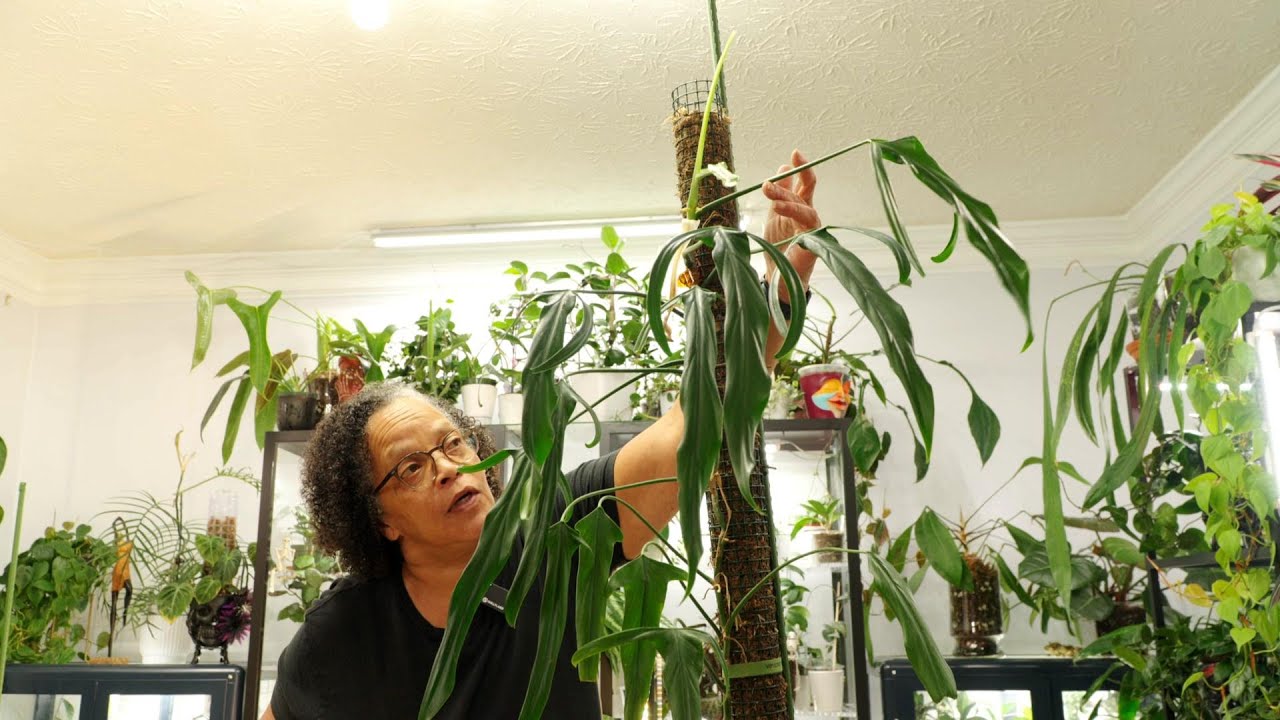 From Rainforest to Your Living Room: How to Master Philodendron Paloraense Care!