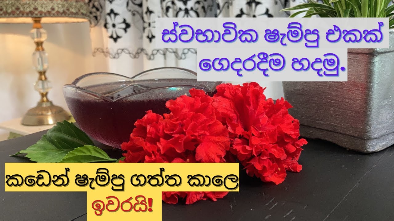 අමුද්‍රව්‍ය 2න් දිගු නිරෝගී කෙස් කලඹක් සදහා ගෙදර හදපු ෂැම්පු | Home made hibiscus shampoo