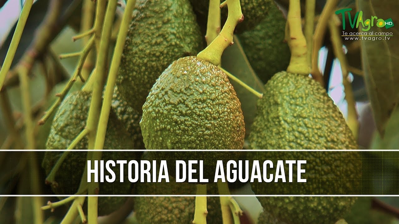 Como Comenzo el Cultivo de Aguacate en Colombia - TvAgro por Juan Gonzalo Angel