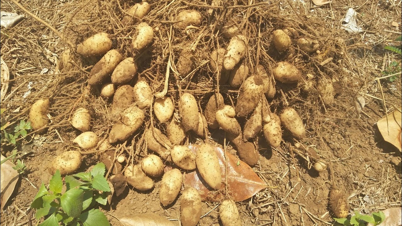 chi tiết giống củ lùn, củ thương phẩm cho bà con mới bắt đầu trồng lần đầu tiên