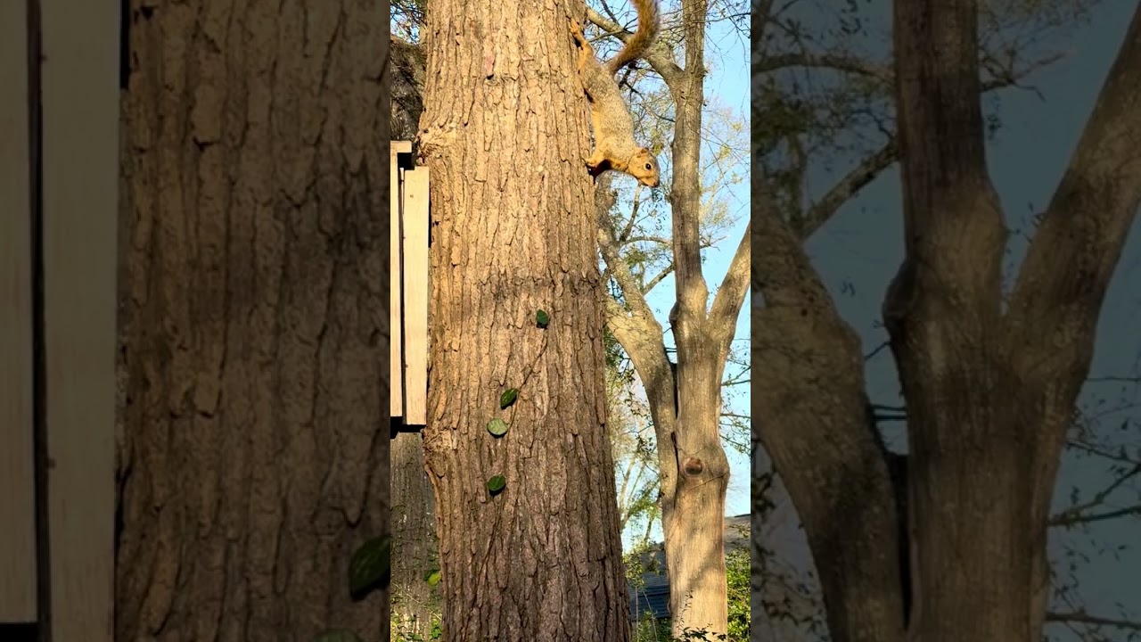 Whip it good! Paparazzo ruins snack time for squirrel wanting to eat in peace! #backyardwildlife