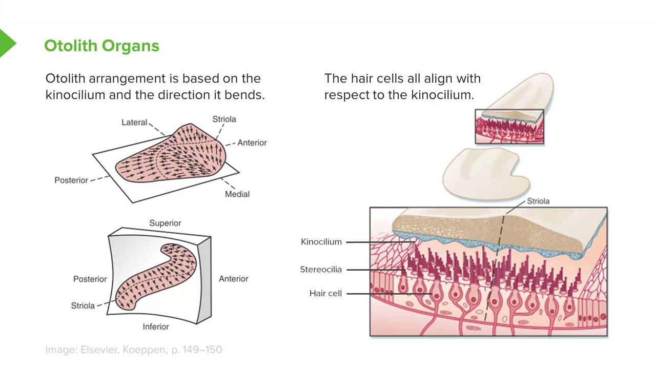 Balance Otolith Organs
