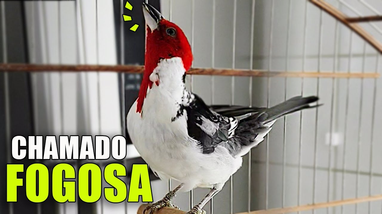 Galo-de-Campina Fêmea Piadeira | Levanta Fogo de Campina Macho em 25 minutos 04/19 !