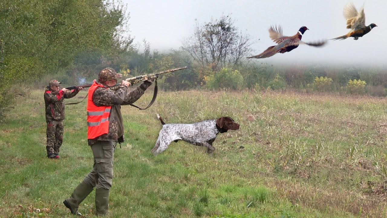 Hunting Serbia - Pheasant hunting | Lov fazana u lovištu Rit - Beograd I deo | Caccia al fagiano