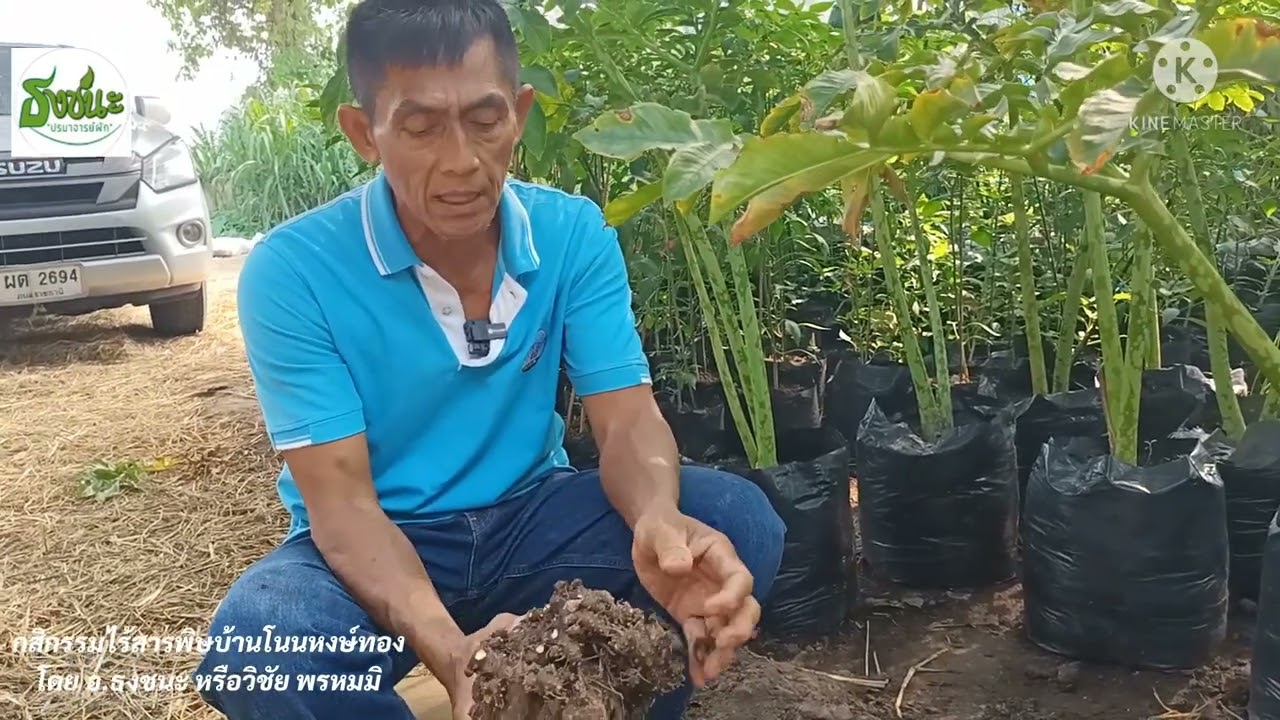 เพาะบุกให้เกิดตลอดปี โดย อ.ธงชนะ หรือ วิชัย พรหมมิ