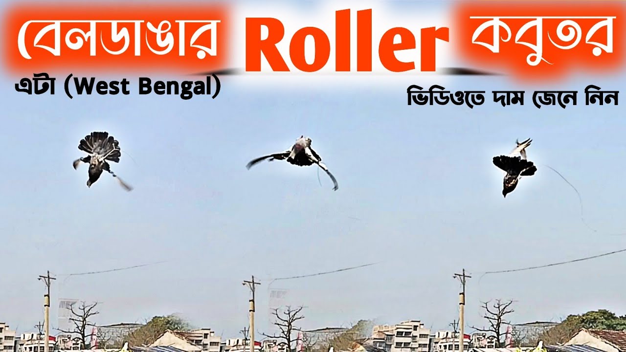 কবুতর হাট ২০২৩ | Beldanga Hat Murshidabad | Beldanga Pigeon Market 🕊 @indianpigeonslover896