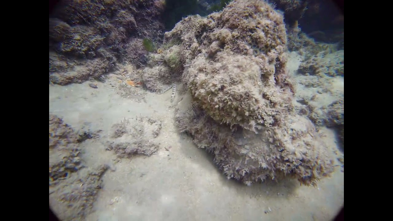 Mergulho em Buzios RN : Um Paraíso Submerso no Brasil! 🌊🐠