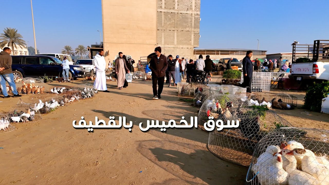 القطيف سوق الخميس طيور جميله ورائعة Wonderful beautiful birds, Thursday market in Qatif
