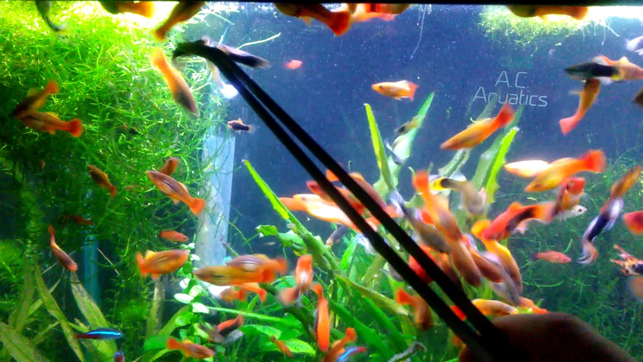 Spreading Neocaridina Shrimp To Planted Livebearer Community Tank