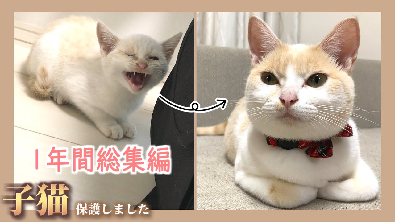 【拾い猫】1歳になってくれた君への手紙