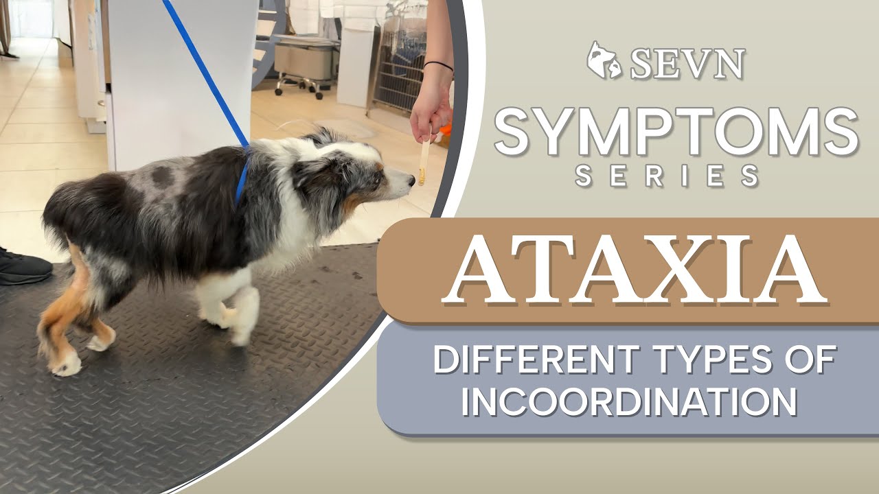 Different Types of Incoordination (Ataxia) and What They Mean